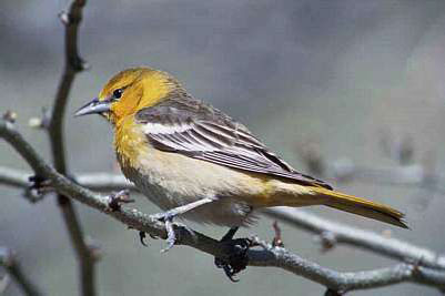 Common Birds of North America