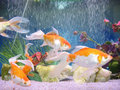 The COMPLETE guide to Aquariums