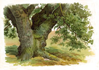 Learn how to paint trees