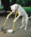 Dog Training Techniques