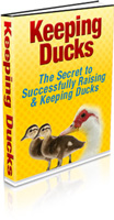 Keeping Ducks 